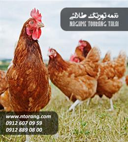 نیمچه مرغ سه ماهه محلی بومی گلپایگانی